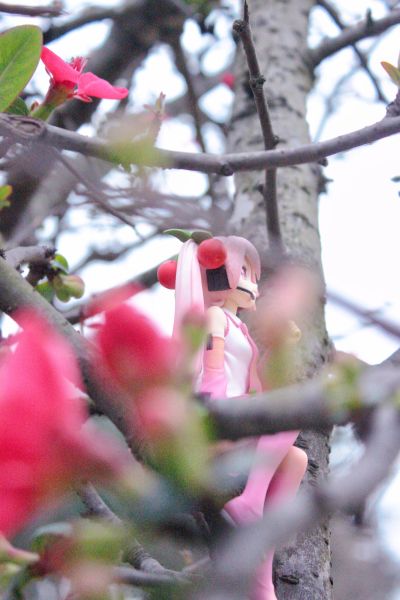 压泡面手办 VOCALOID 初音未来 樱未来 2022款式