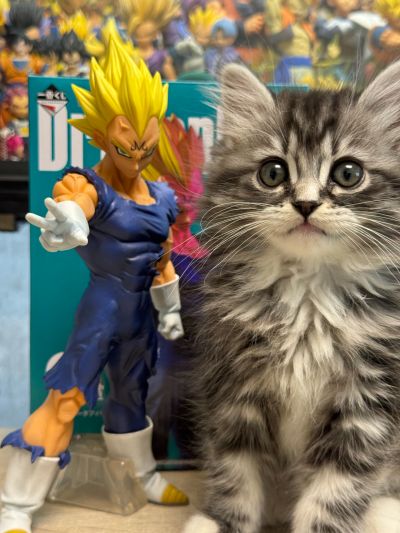 一番赏 龙珠 战斗集锦 ULTRA G奖 龙珠Z 魔人 贝吉塔