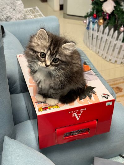 一番赏 龙珠 战斗集锦 GREAT A奖 孙悟饭