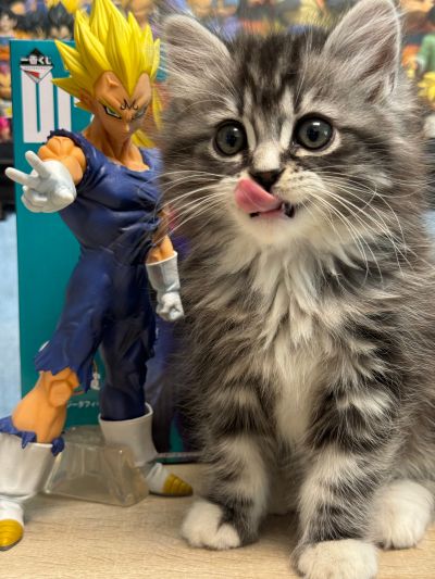 一番赏 龙珠 战斗集锦 ULTRA G奖 龙珠Z 魔人 贝吉塔