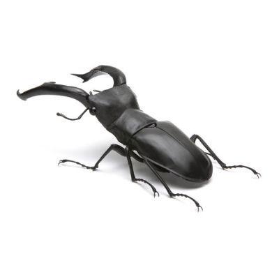 生物大图鉴 锹甲 2