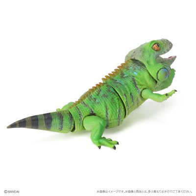 爬行生物大图鉴 美洲鬣蜥 与 睫角壁虎