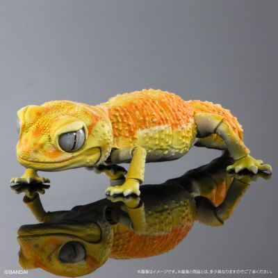 进化生物大图鉴 细皮瘤尾壁虎