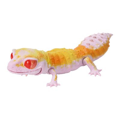 爬行类生物大图鉴 细皮瘤尾壁虎 与 豹纹壁虎