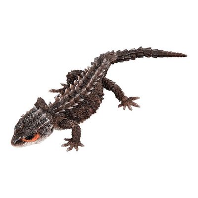 进化生物大图鉴 红眼鹰蜥 与 黑眼鹰蜥