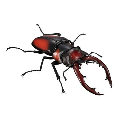 生物大图鉴 锹甲 5