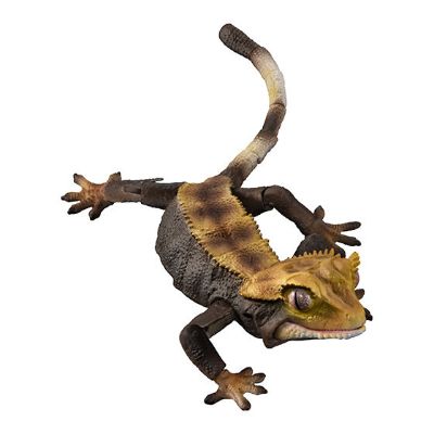 进化生物大图鉴 睫角壁虎