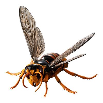 进化生物大图鉴 胡蜂亚种