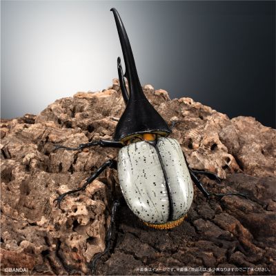 高级生物大图鉴 长戟大兜虫（利奇氏亚种）