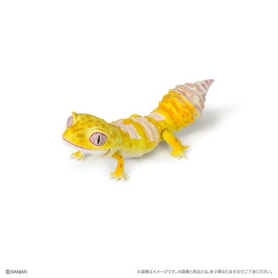 爬行生物大图鉴 鬃狮蜥