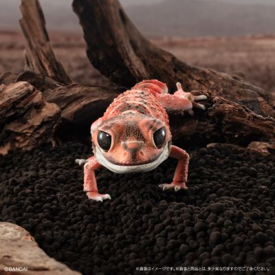 进化生物大图鉴 细皮瘤尾壁虎