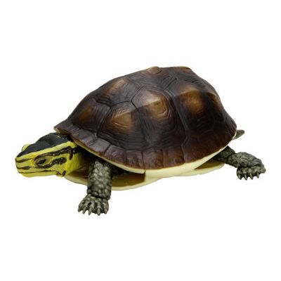 生物大图鉴 陆龟 4