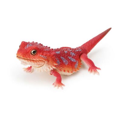 爬行类生物大图鉴 犰狳蜥 与 鬃狮蜥