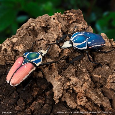 生物大图鉴 甲虫 6