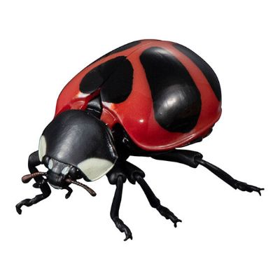 进化生物大图鉴 瓢虫 2