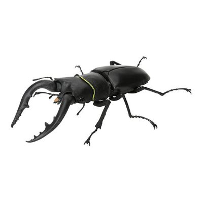 生物大图鉴 锹甲 6