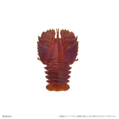 生物大图鉴 迷你系列 甲壳类