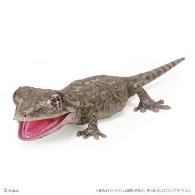 爬行类生物大图鉴 多疣壁虎 与 鬃狮蜥