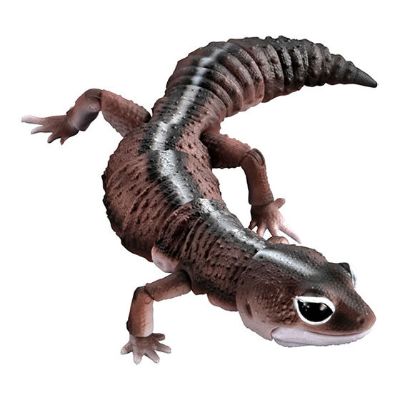 进化生物大图鉴 肥尾壁虎