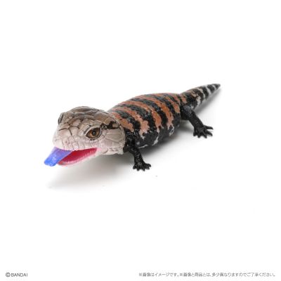 爬行生物大图鉴 蓝舌蜥 与 肥尾壁虎