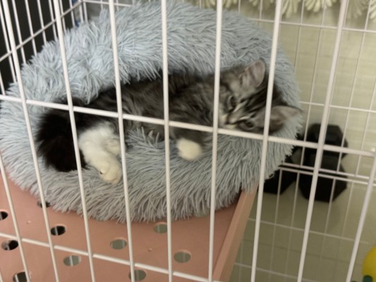 龙珠ARISE 尼鲁+穆利长老