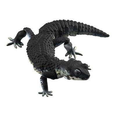 进化生物大图鉴 豹纹壁虎