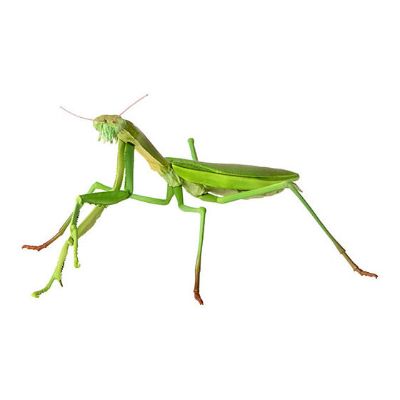 生物大图鉴 迷你系列 昆虫02