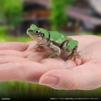 进化生物大图鉴 雨蛙 2