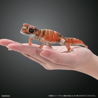 进化生物大图鉴 细皮瘤尾壁虎