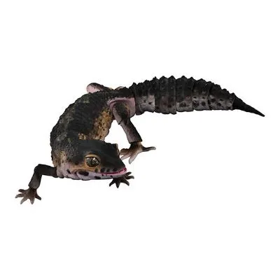 进化生物大图鉴 豹纹壁虎