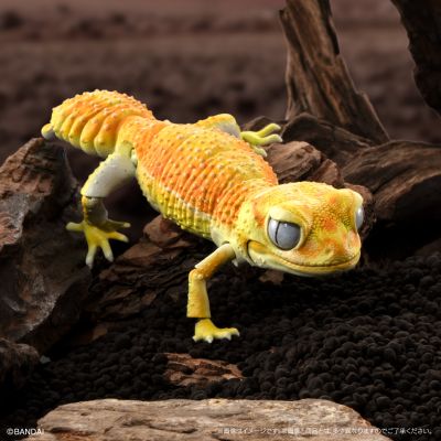 进化生物大图鉴 细皮瘤尾壁虎