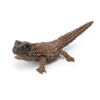 爬行类生物大图鉴 犰狳蜥 与 鬃狮蜥