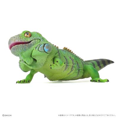 爬行生物大图鉴 美洲鬣蜥 与 睫角壁虎