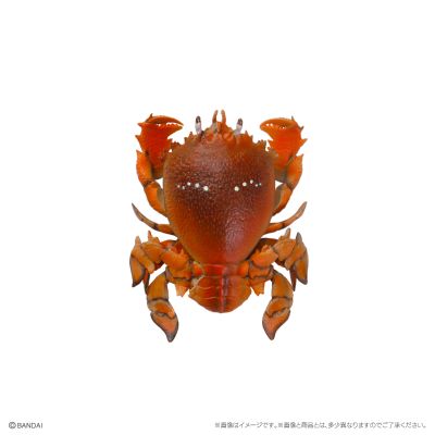 生物大图鉴 迷你系列 甲壳类