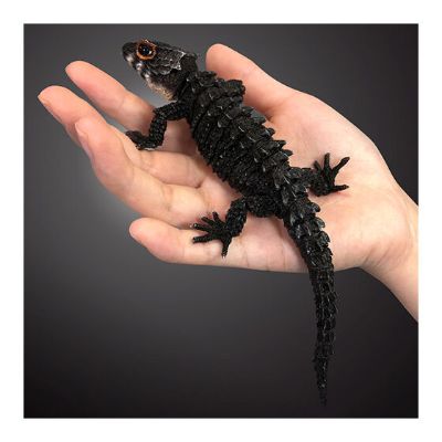 进化生物大图鉴 红眼鹰蜥 与 黑眼鹰蜥