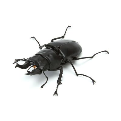 生物大图鉴 锹甲 3