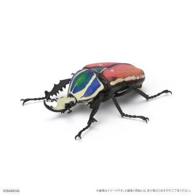 生物大图鉴 甲虫 6