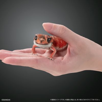 进化生物大图鉴 细皮瘤尾壁虎