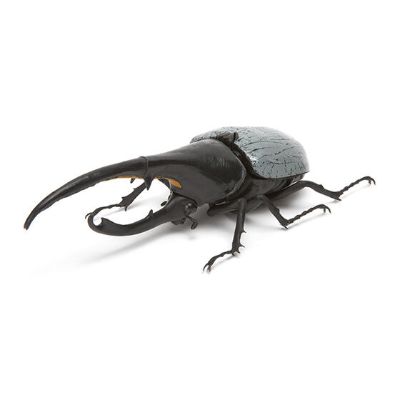 生物大图鉴 甲虫 2