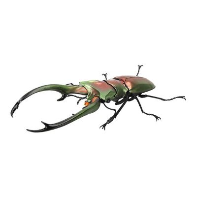 生物大图鉴 锹甲 7