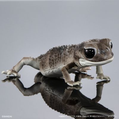 进化生物大图鉴 细皮瘤尾壁虎