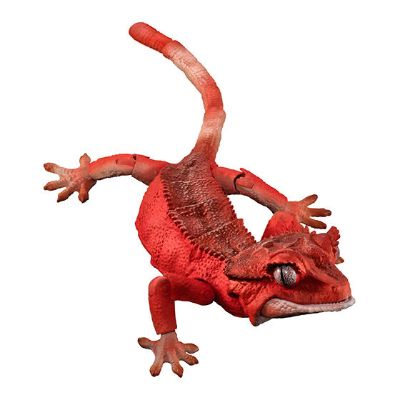 进化生物大图鉴 睫角壁虎