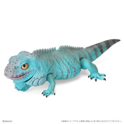 爬行生物大图鉴 美洲鬣蜥 与 睫角壁虎