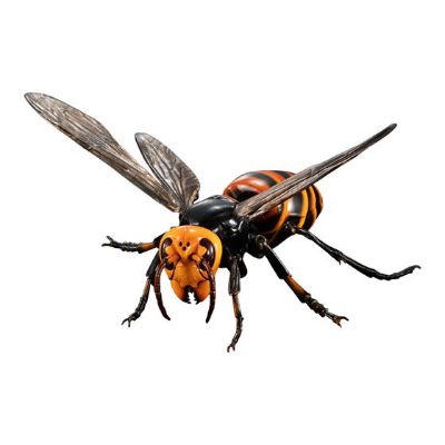 进化生物大图鉴 胡蜂亚种