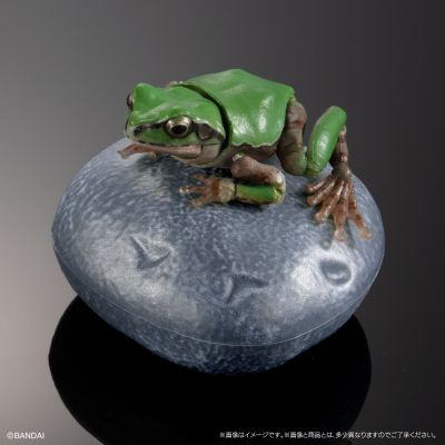 进化生物大图鉴 雨蛙 2