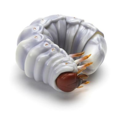 生物大图鉴 锹甲 2