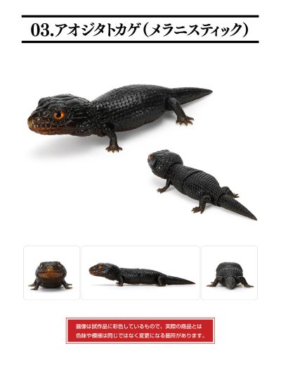 爬行生物大图鉴 蓝舌蜥 与 肥尾壁虎