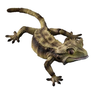 进化生物大图鉴 睫角壁虎