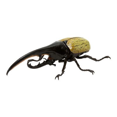 生物大图鉴 迷你系列 昆虫01