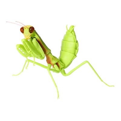 生物大图鉴 螳螂 4